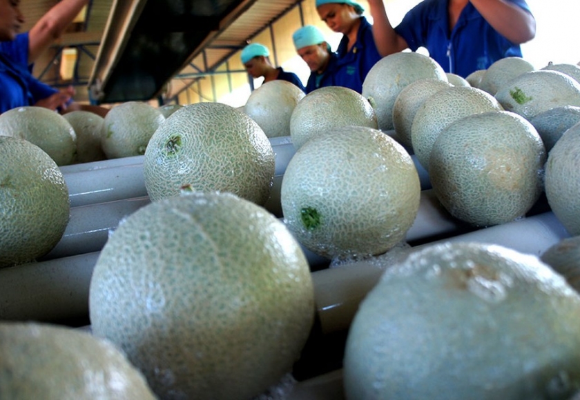 Governo Do Rn Restringe Comercio De Abobora Melancia Melao E Pepino Por Risco De Praga Coex Comite Executivo De Fruticultura Do Rio Grande Do Norte